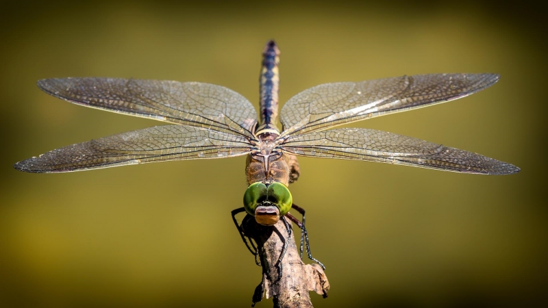dragonfly-800