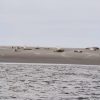 Zeehonden op Schiermonnikoog