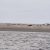 Zeehonden op Schiermonnikoog