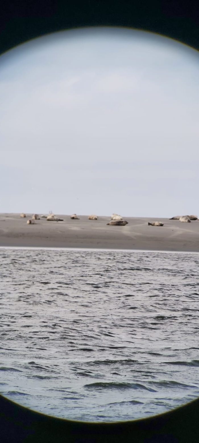Zeehonden op Schiermonnikoog