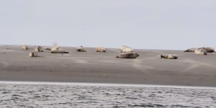 Zeehonden op Schiermonnikoog
