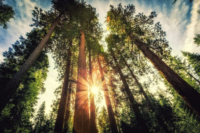Bomen Hotspotdag