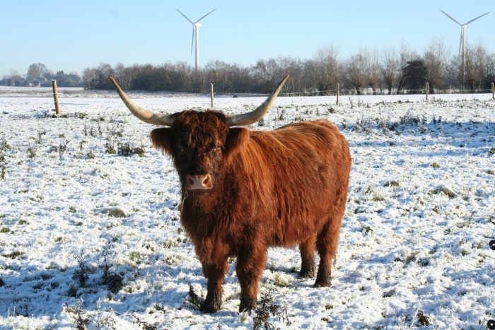 Schotse-hooglander