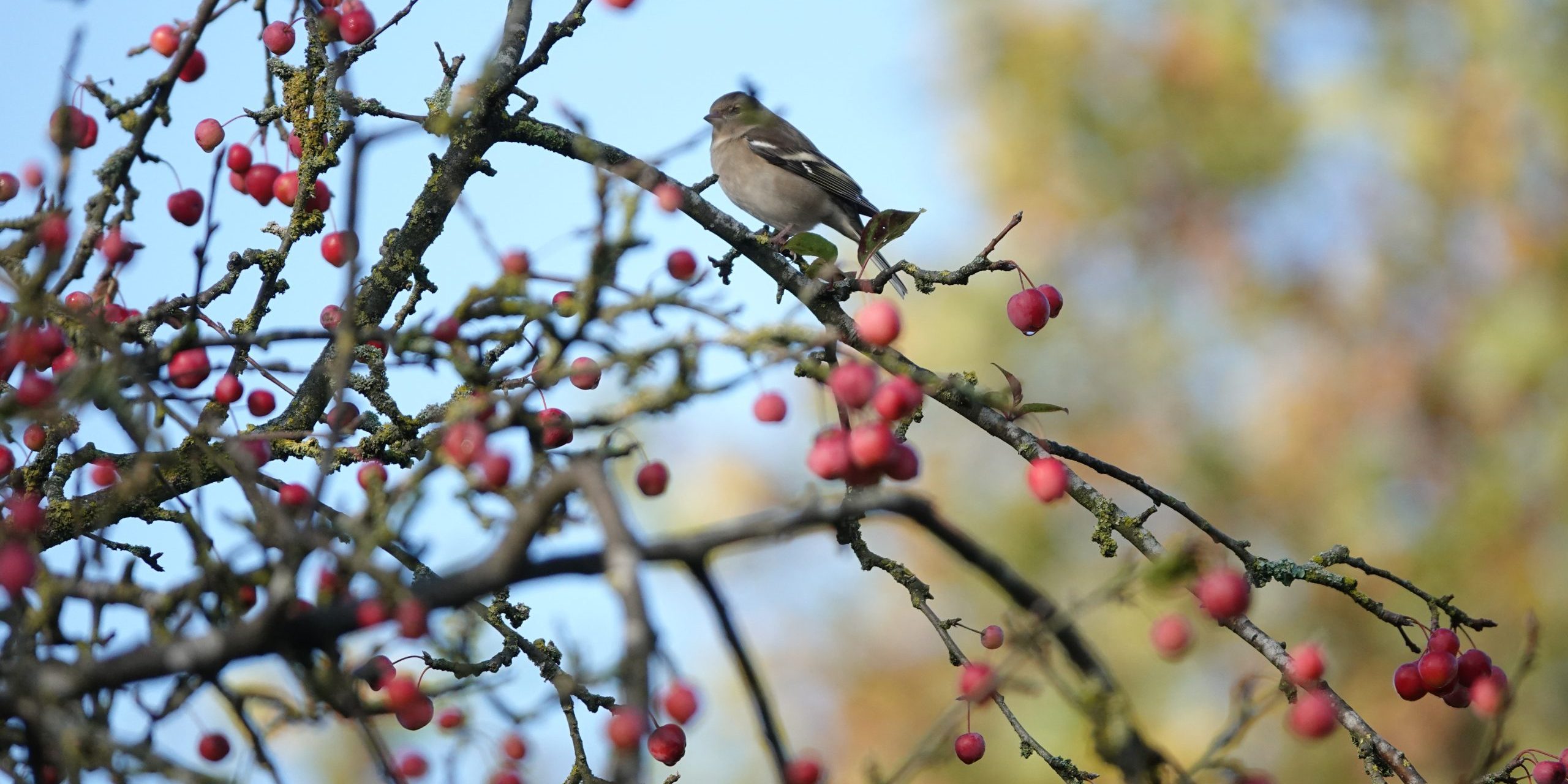 Vink