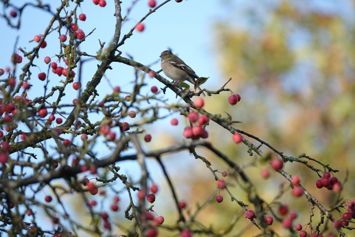 Vink